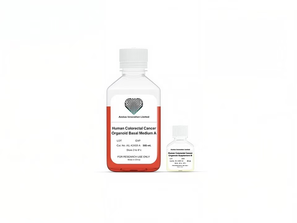 Human Colorectal Cancer Organoid Complete Medium - Basal Medium