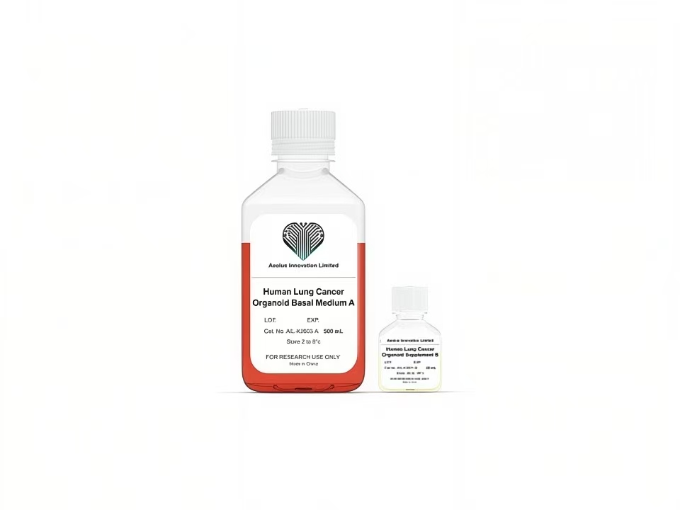 Human Lung Cancer Organoid Complete Medium - Basal Medium